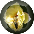 honey bees, pollinators